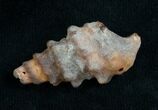 Agatized Gastropod From Morocco - #5554-1